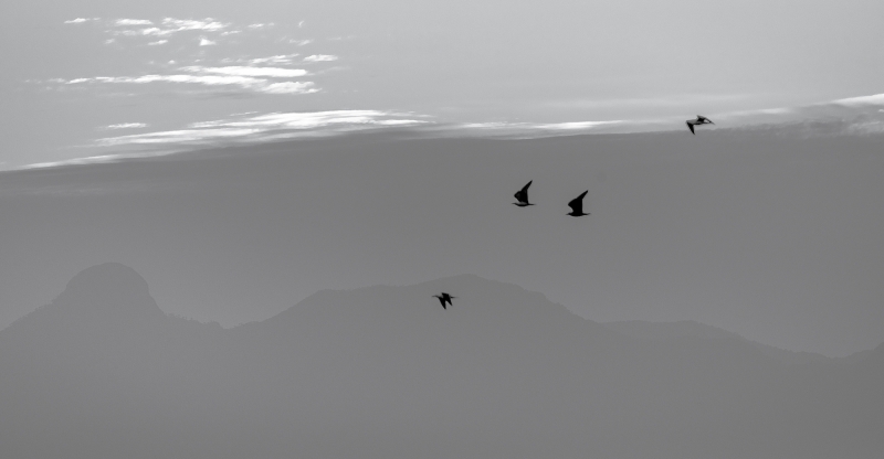 Gaivotas no Villarrica Lake PB