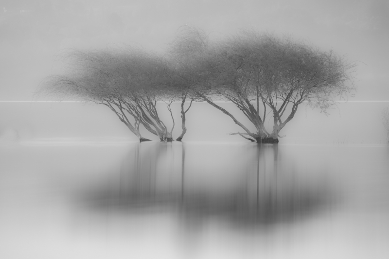 Twin Trees