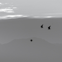 Gaivotas no Villarrica Lake PB